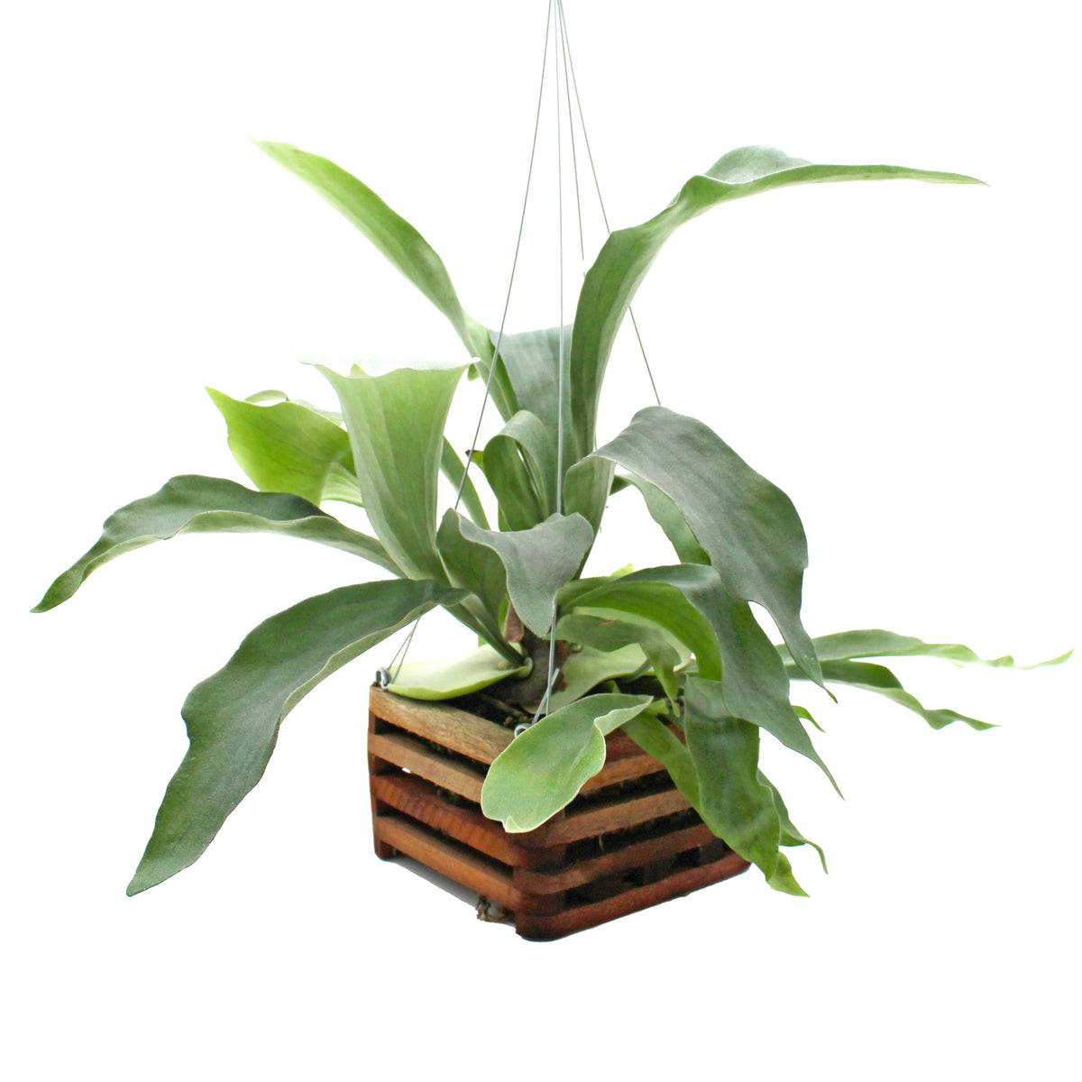 Better-Gro Staghorn fern in a 6-inch wooden basket adds vibrant greenery to bright spaces.