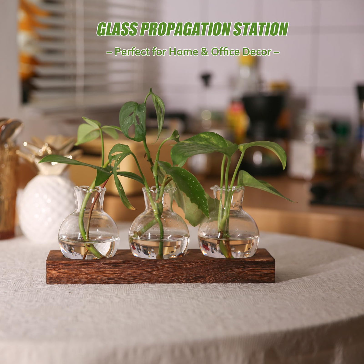BETTSTATION desk display on wooden base for stylish plant decor