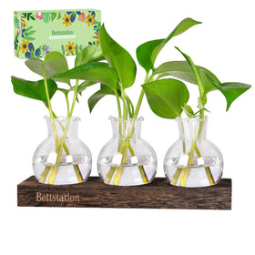 BETTSTATION propagation stand with glass vases for plant cuttings
