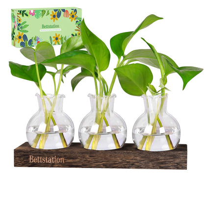 BETTSTATION propagation stand with glass vases for plant cuttings
