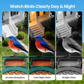 BFECUCA cloud and SD storage keeps bird moments safe.