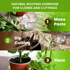 Big Foot Probiotic Root Boost for transplant-ready plants supports strong establishment.