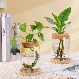 Biggun air plant vase highlights roots and greenery display
