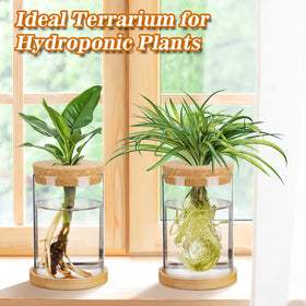 Biggun bamboo tray base keeps terrarium stable on surfaces
