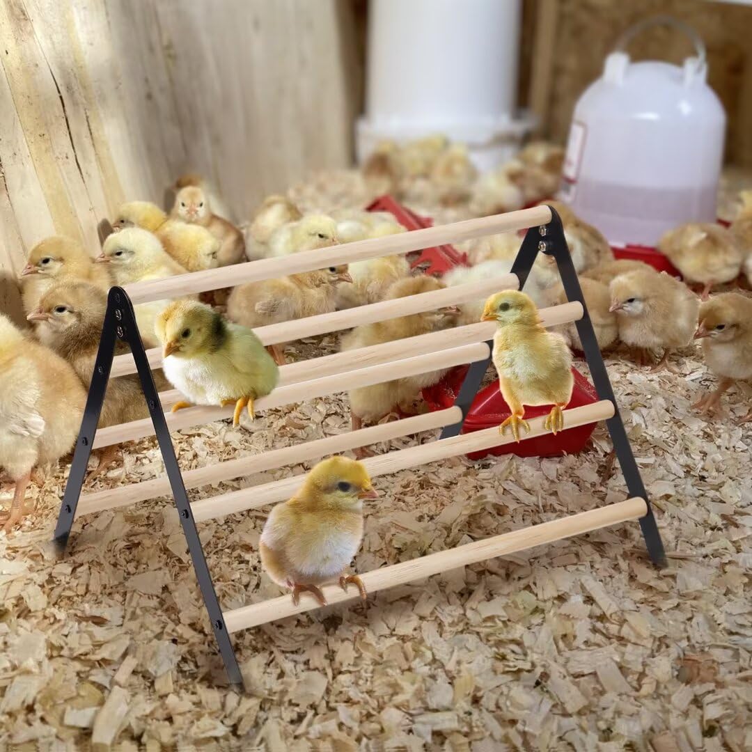 Biggun chick perch durable materials iron and wood for long-lasting use.