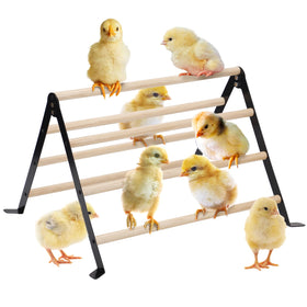 Biggun chick perch stable-stand for secure coop roosting.