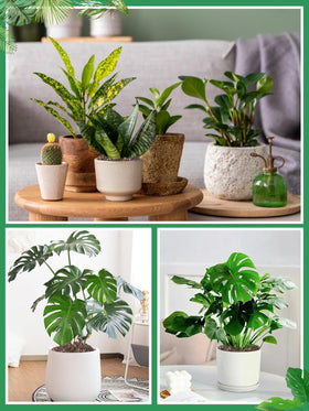 Biggun Monstera potting mix in a pot with tropical plants.