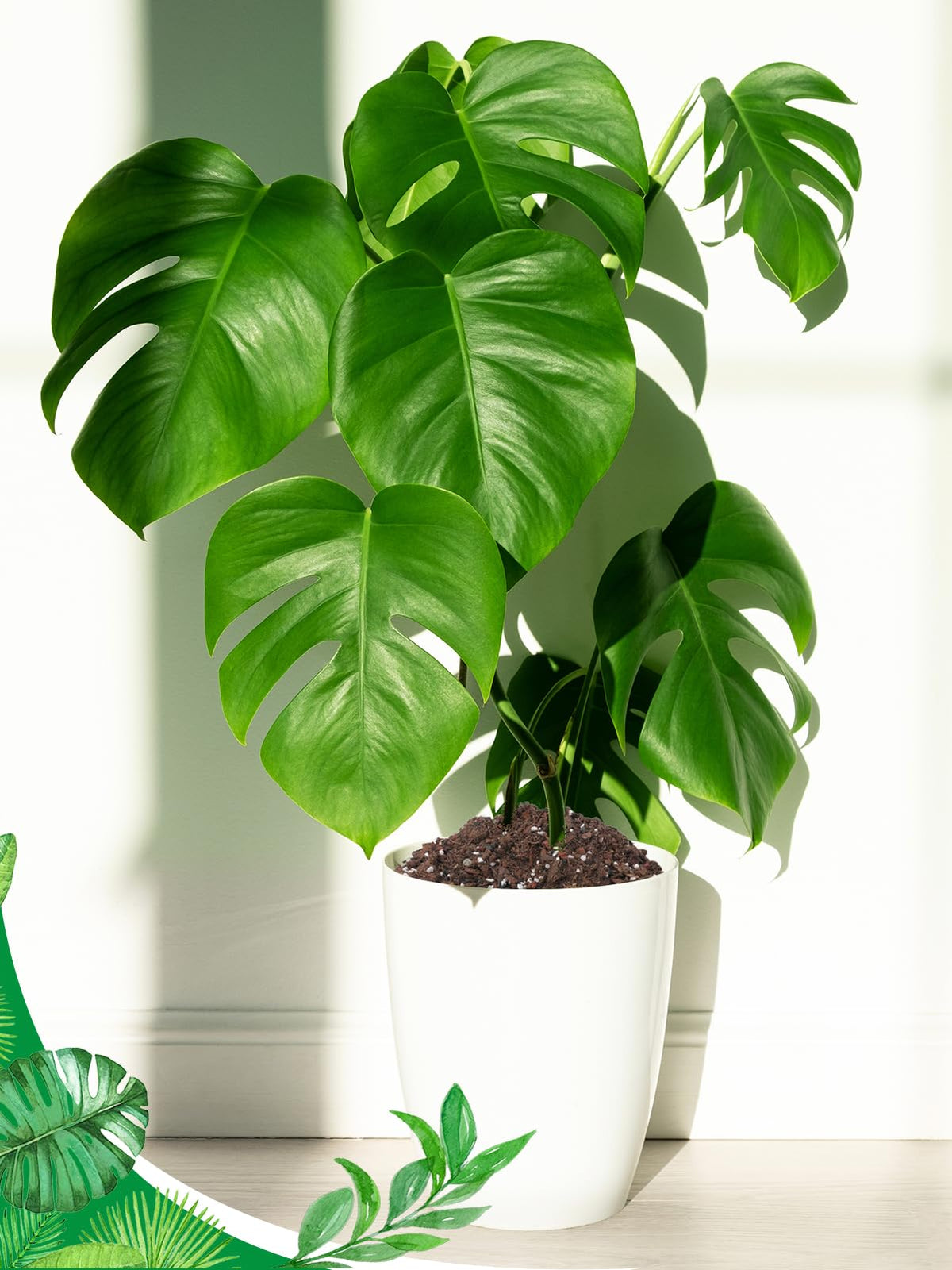 Biggun Monstera potting mix ready-for-use displayed in planter setup.