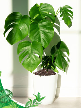 Biggun Monstera potting mix ready-for-use displayed in planter setup.
