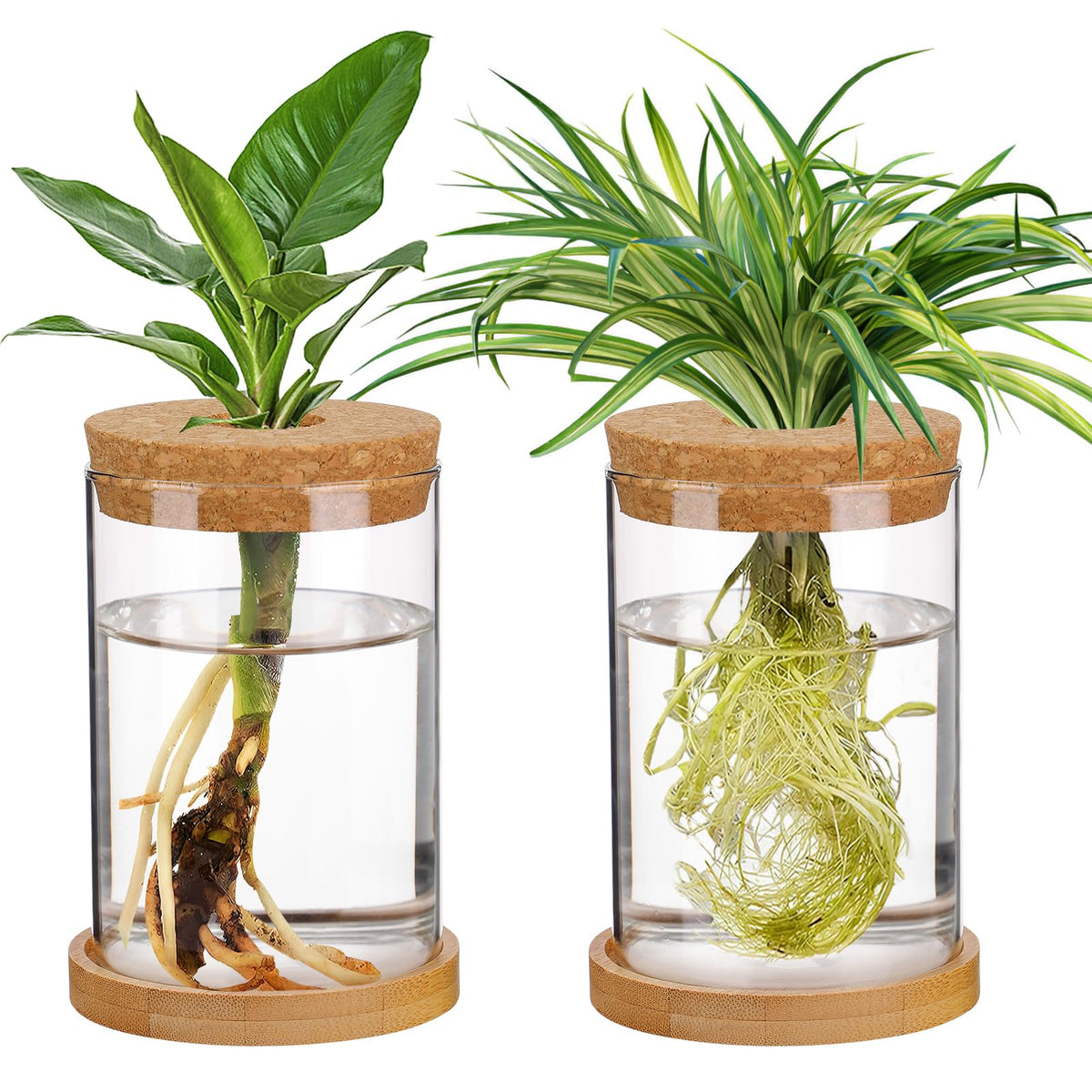 Biggun propagation station glass terrarium vases with clear root observation