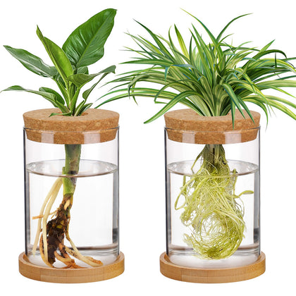 Biggun propagation station glass terrarium vases with clear root observation