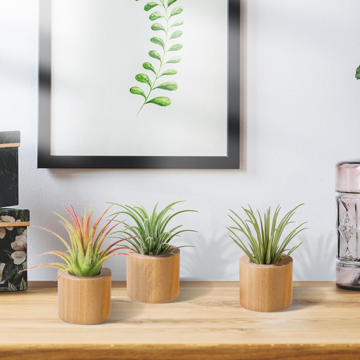 Bigmeta gift-ready air plant stand set showcased on a mantel