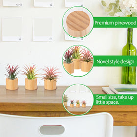 Bigmeta mini air plant display stand paired with small succulents