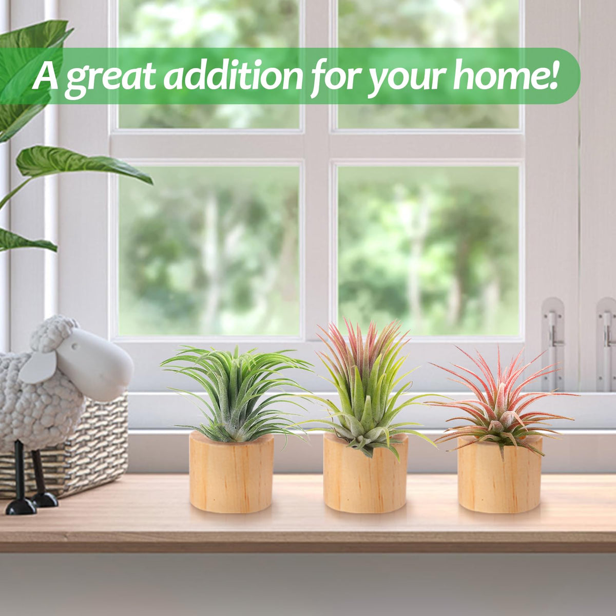 Bigmeta natural pinewood air plant display stand on a shelf