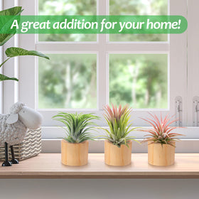 Bigmeta natural pinewood air plant display stand on a shelf