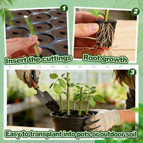 Cuttings propagation with Bigmeta root sponge for new roots.