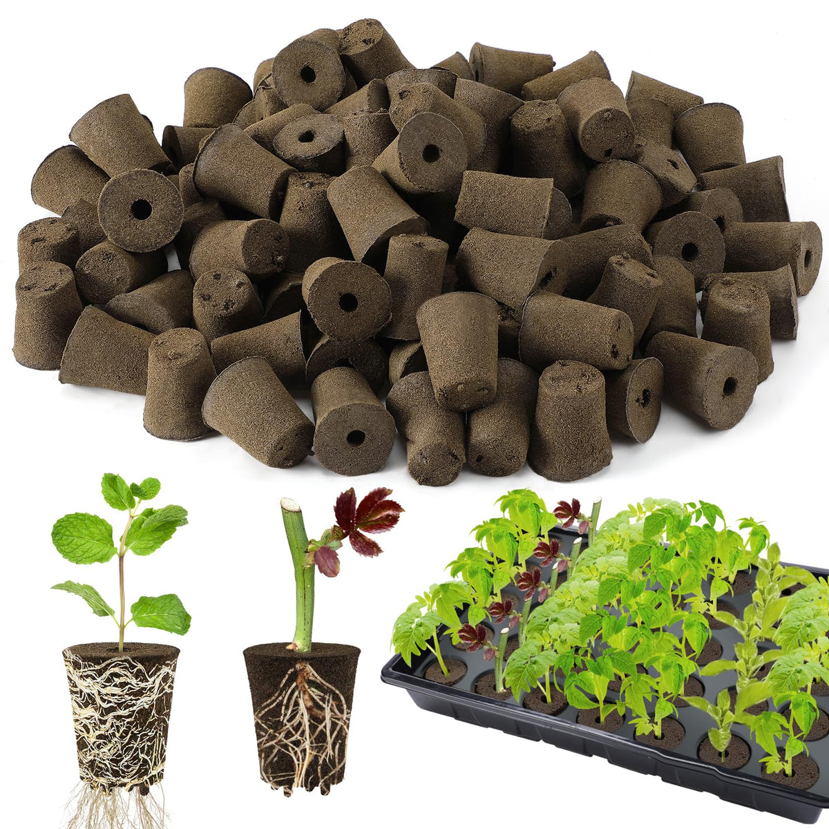Bigmeta rooting sponges pack of 100 ready for germination.