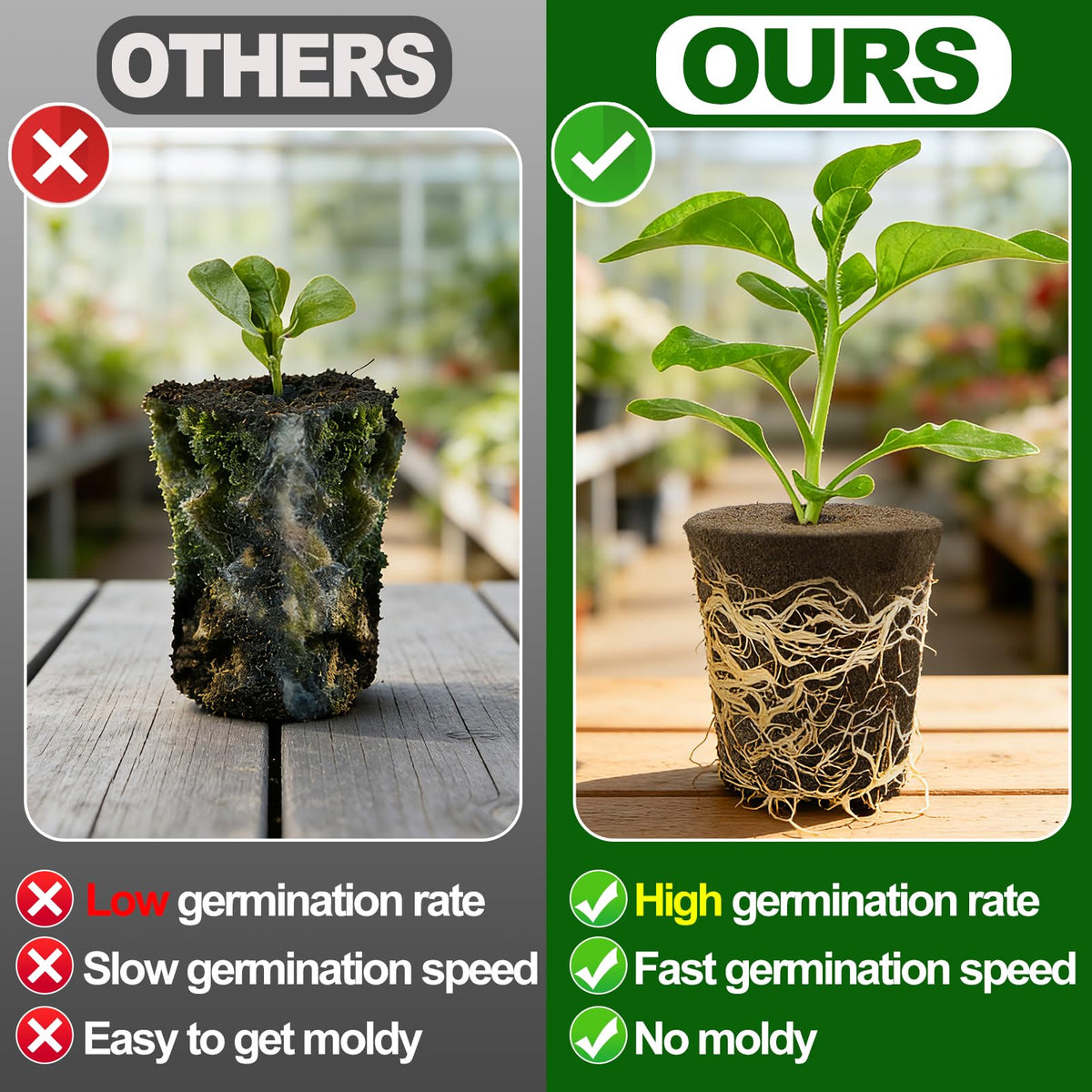 Transplant-ready Bigmeta sponge supports clean transfer to pots.