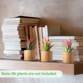 Bigmeta rustic column-style air plant holder decorative and compact