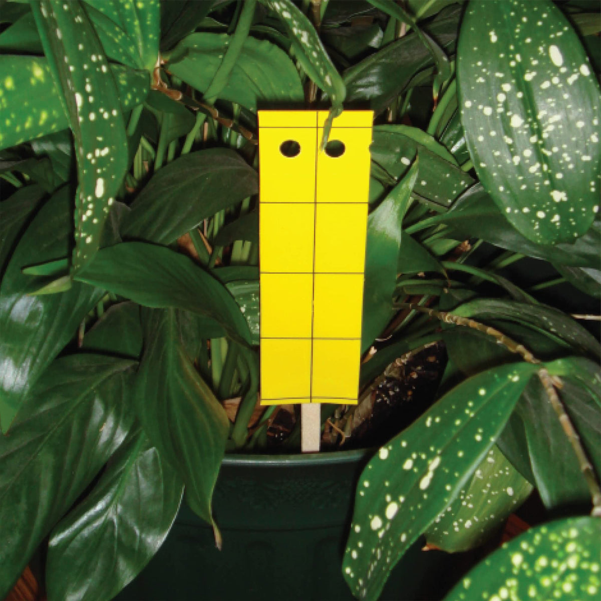 BioCare Gnat Stix compostable paper body is eco-friendly.
