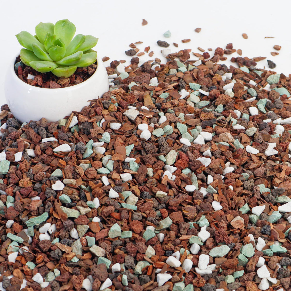 Biotolot bonsai soil mix with bark and lava for improved drainage and root health
