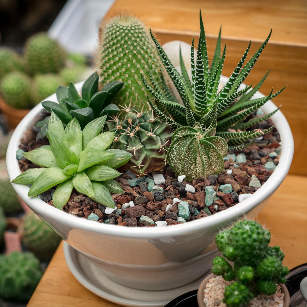 Biotolot bonsai soil mix providing a balanced medium for healthy growth