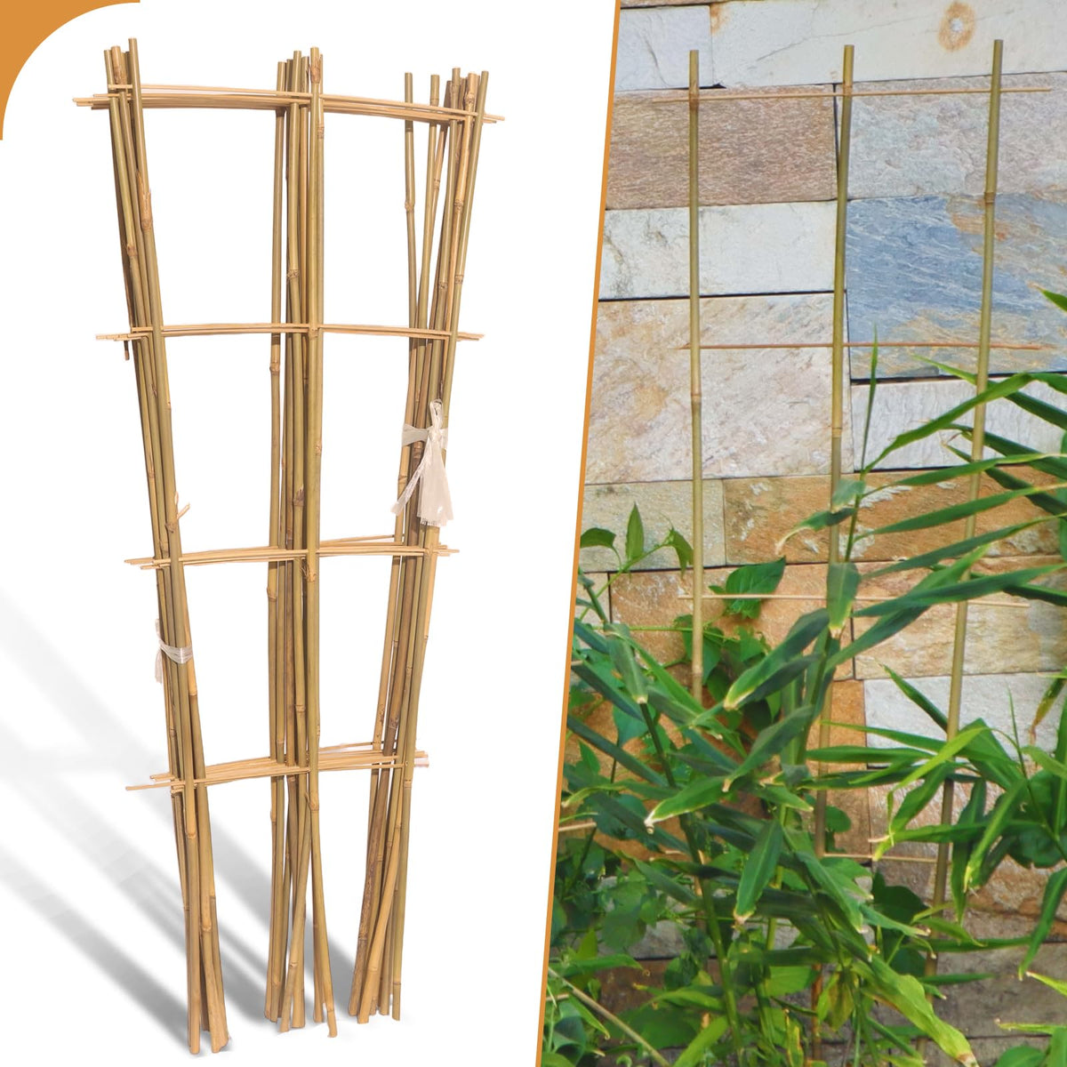 Biotolot bamboo trellis in a 3ft fan shape supports climbing plants in pots.