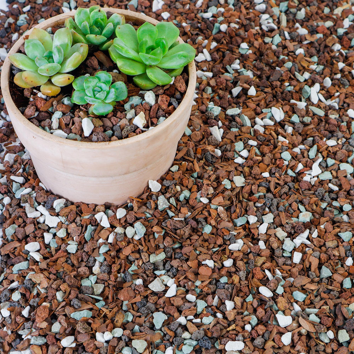 Biotolot bonsai soil mix with lava and bark enhances drainage and root support.