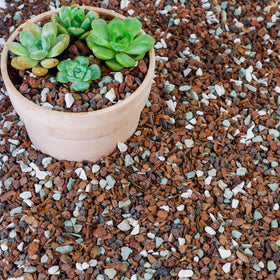 Biotolot bonsai soil mix with lava and bark enhances drainage and root support.