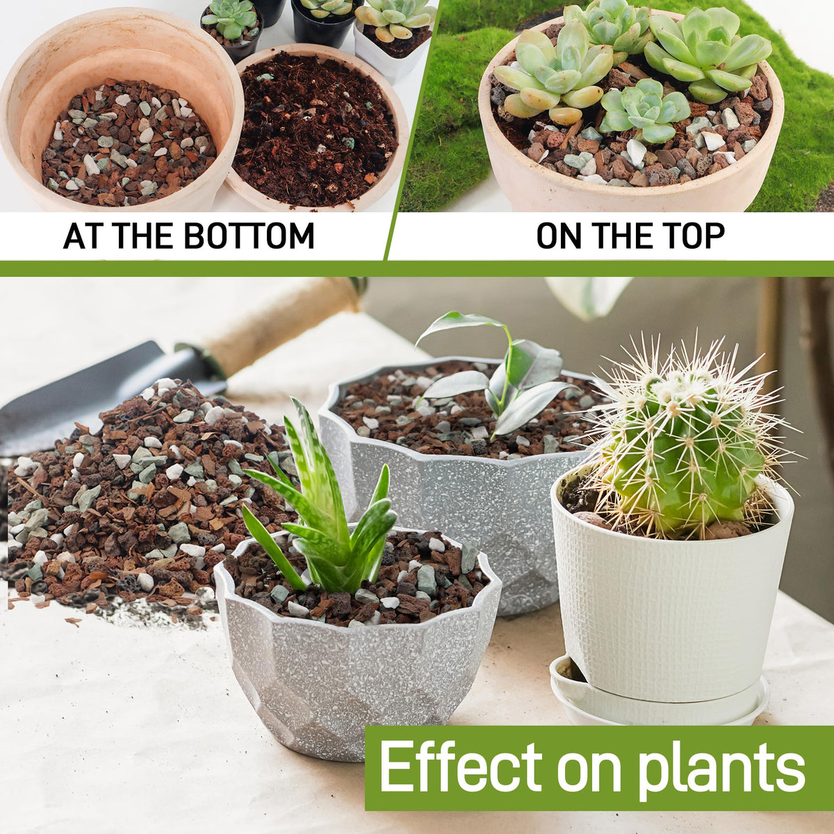 Biotolot bonsai soil mix with perlite promotes aeration and drainage.