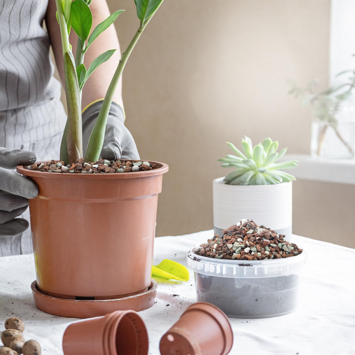 Biotolot bonsai soil mix - ready to use for quick planting and root establishment.