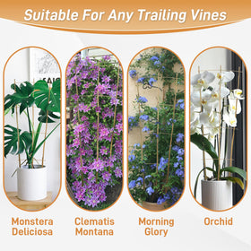 Biotolot easy-setup trellis helps plants climb without harming roots.