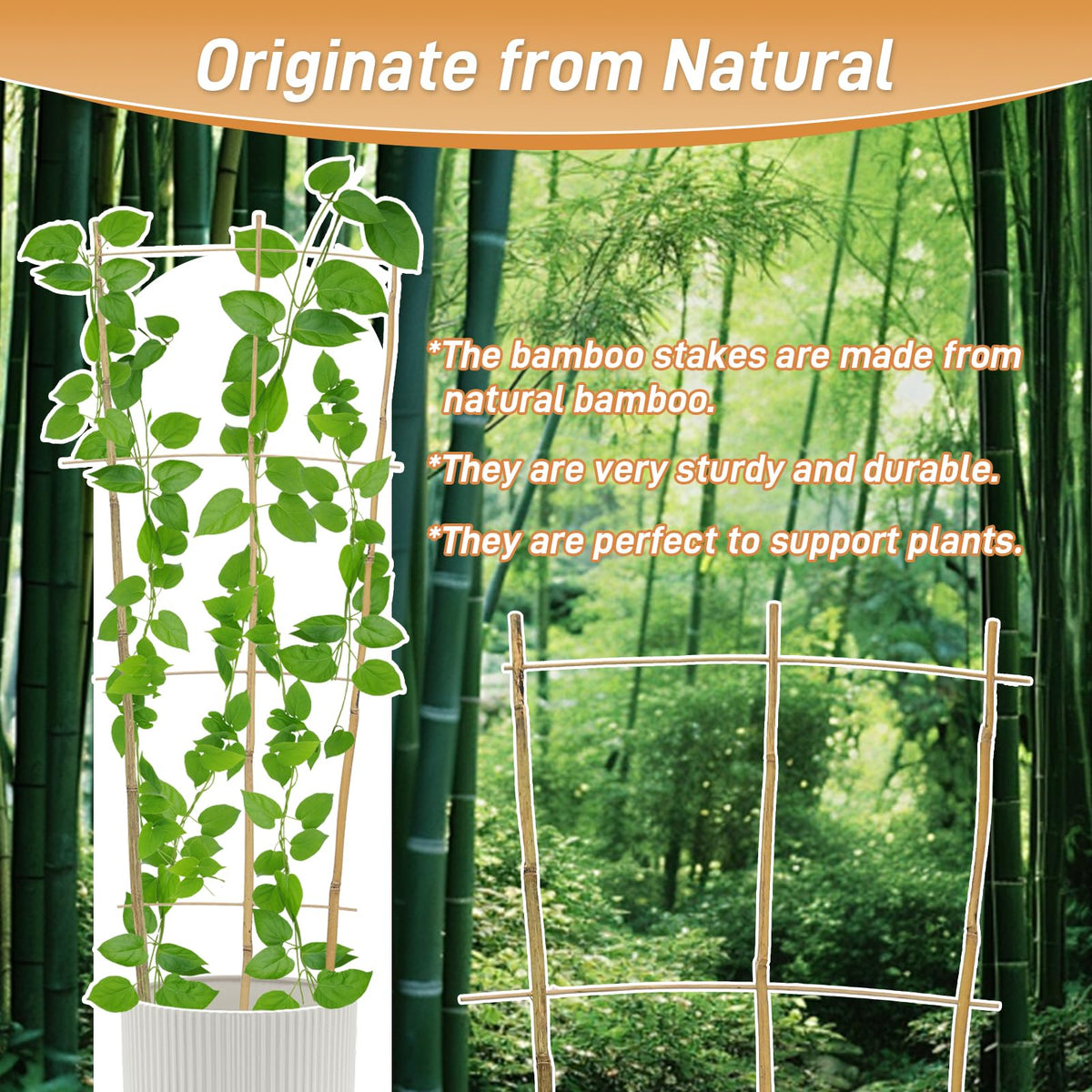 Biotolot ladder-style plant support provides sturdy vertical growth.