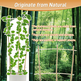 Biotolot ladder-style plant support provides sturdy vertical growth.