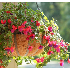 Biotolot versatile liner for balcony decor and events