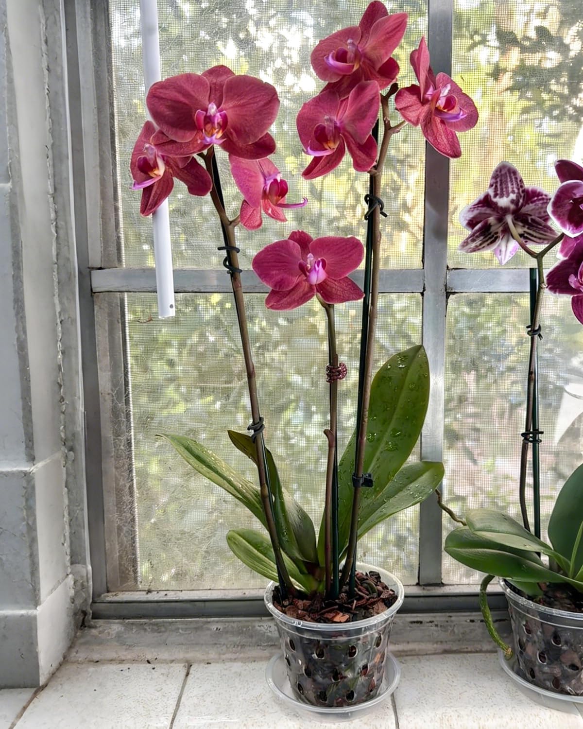 Biotolot orchid pot with saucer keeps watering tidy and mess-free.