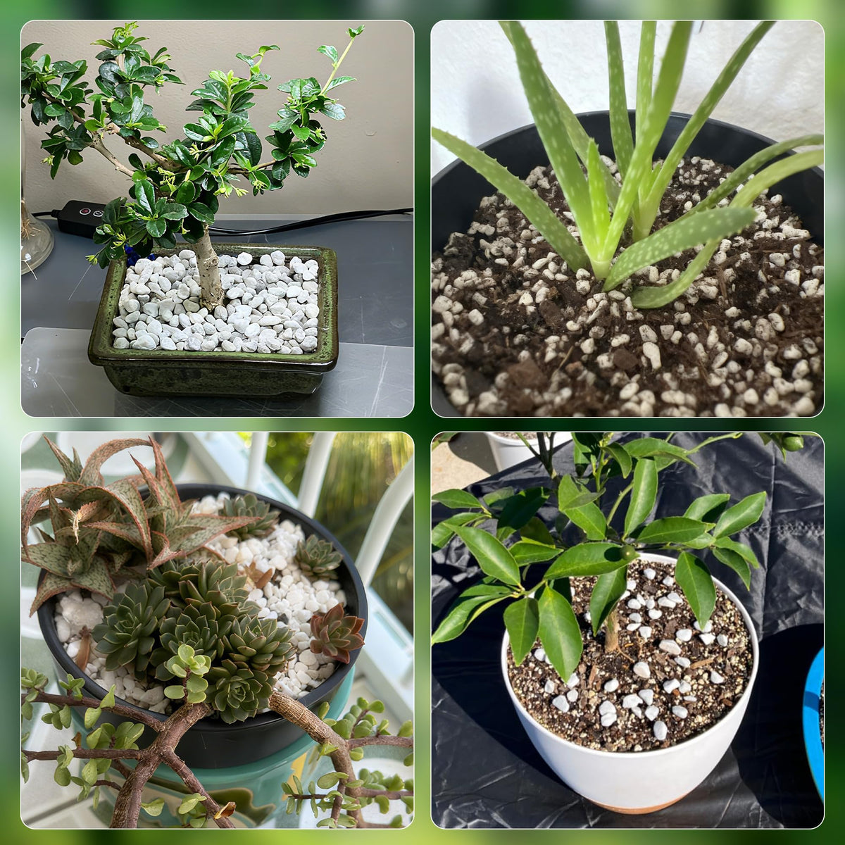 Biotolot perlite mixed into potting soil improves drainage and aeration