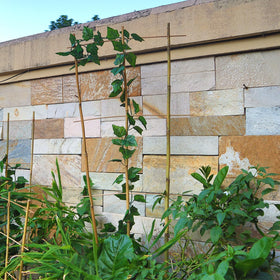 Biotolot versatile trellis supports ivy, cucumber, tomatoes and more.