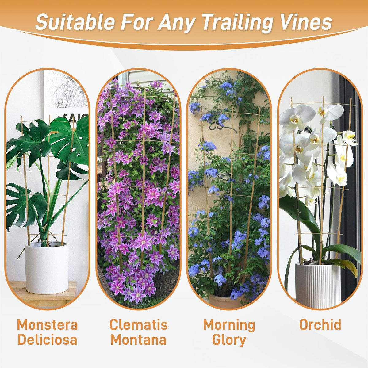 Biotolot 10-pack provides multiple options for garden decor.