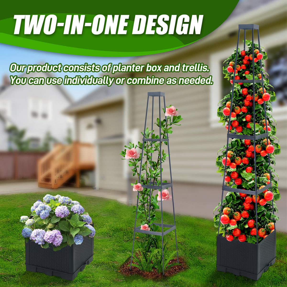 Biotolot adjustable trellis height supports growing vines.