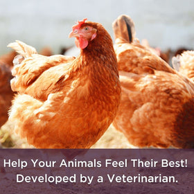 Bioverse Dr Connie's Probiotic Electrolyte helps during heat stress.