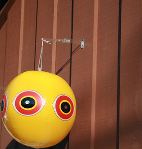 Bird B Gone Scare Balloon eyes deter ducks on boats and docks.