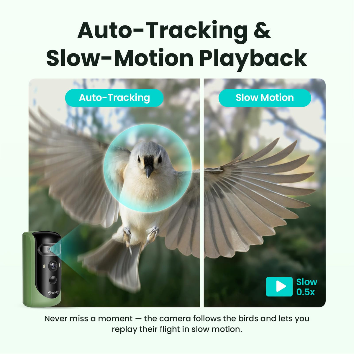 Birdfy 2 AI species ID display identifies visiting birds with ornithology guidance.