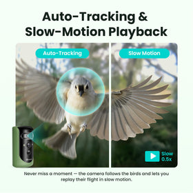 Birdfy 2 AI species ID display identifies visiting birds with ornithology guidance.