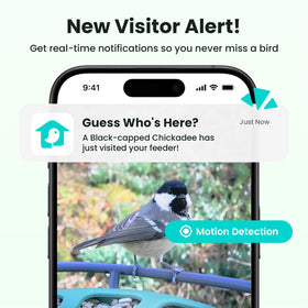 Birdfy 2 solar panel and 9000mAh battery keep moments powered.