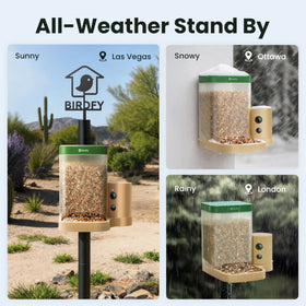 Birdfy AI recognition identifies backyard species with instant alerts to your phone.