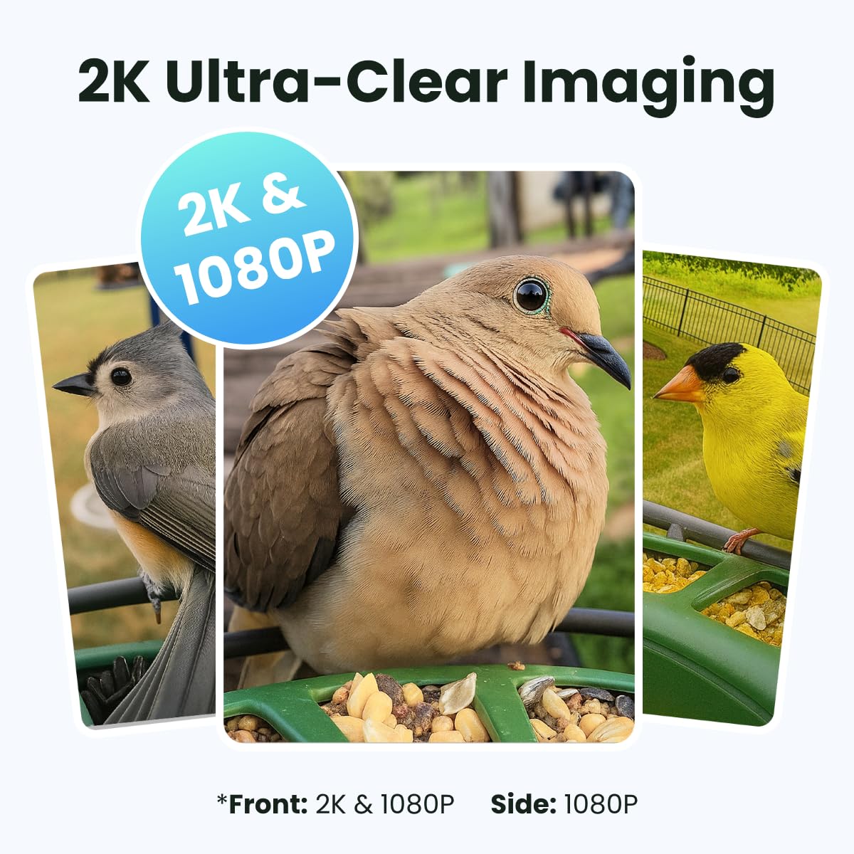 Birdfy live feed shared with 20+ guests for family-friendly viewing
