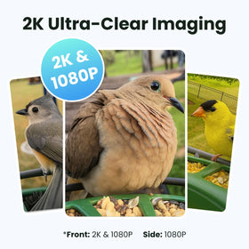 Birdfy live feed shared with 20+ guests for family-friendly viewing