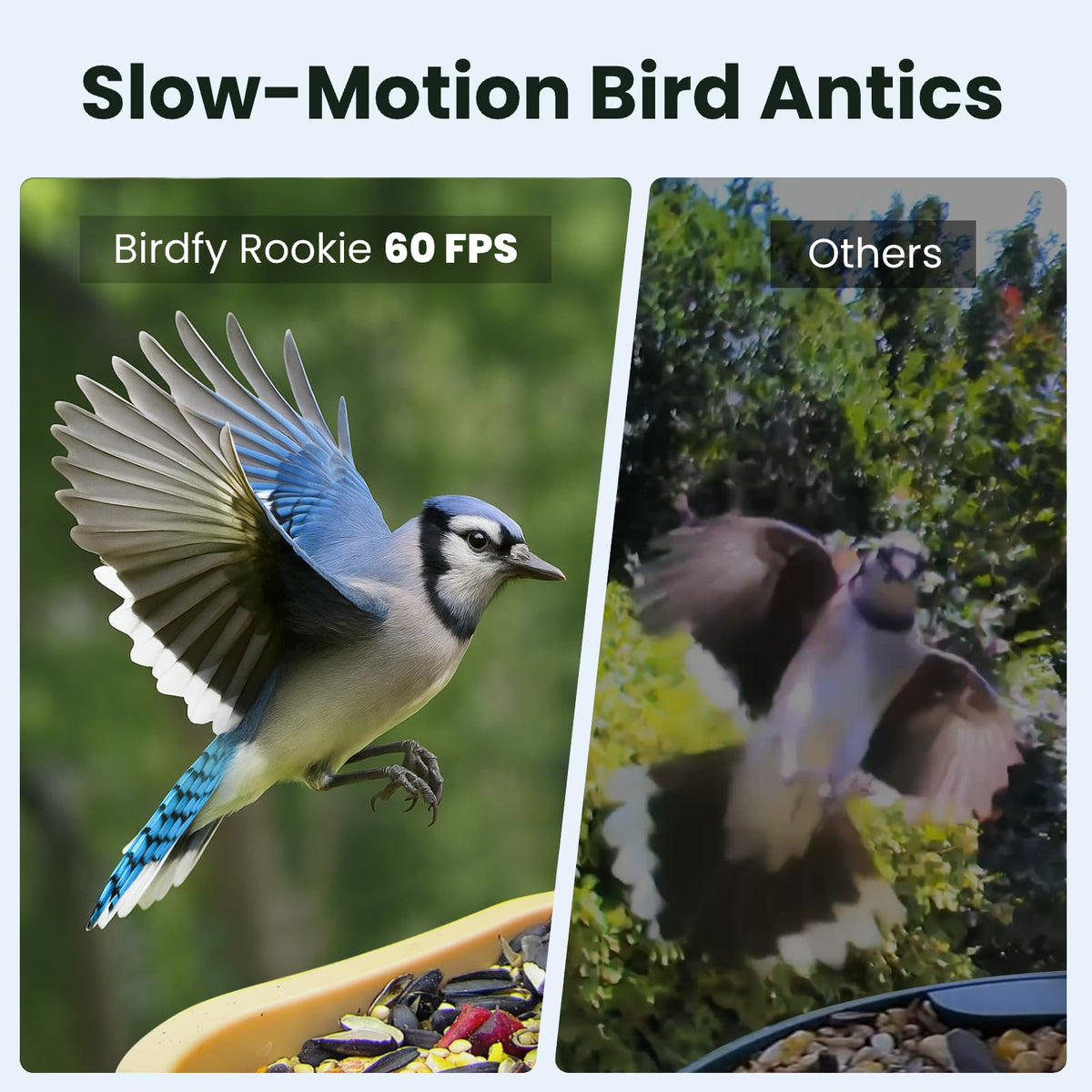 Birdfy Smart Bird Feeder Camera night vision mode shows color detail for nighttime birds.