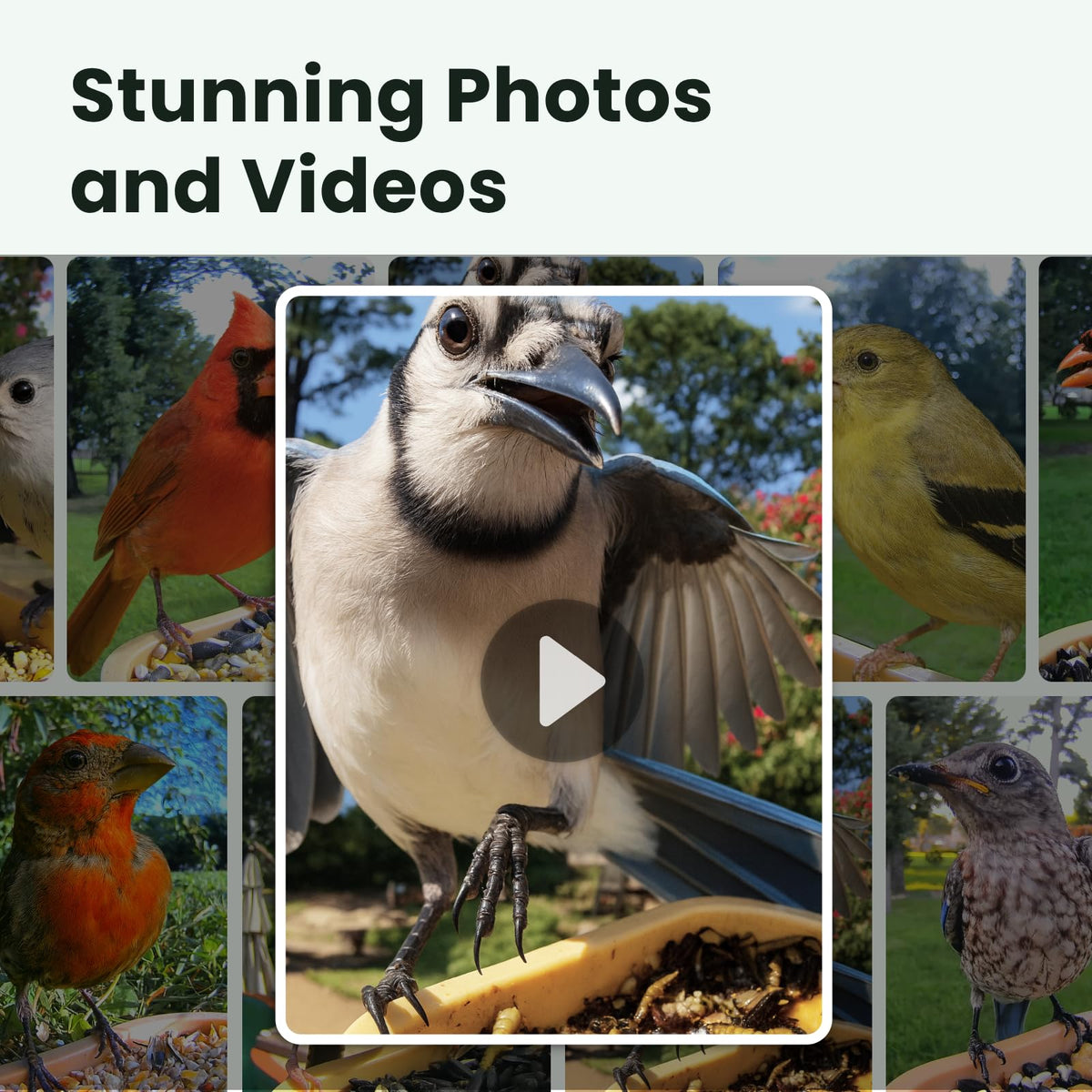 Birdfy Smart Bird Feeder Camera slow-motion playback highlights subtle wing movements and feeding behavior.